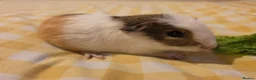 Mixed Breed rodents for sale: Boys ready 2 leave - Advert 5