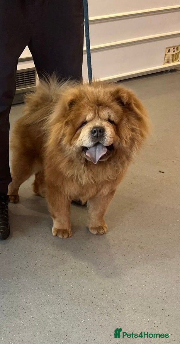 Chow Chow dogs Champion lines Cinnamon Chow Chow Stud 🦁 in Stockton-on-Tees - Advert 19