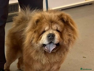 Chow Chow dogs Champion lines Cinnamon Chow Chow Stud 🦁 in Stockton-on-Tees - Advert 1