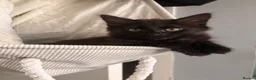 Mixed Breed cats for sale: 2 kittens for sale - Advert 4