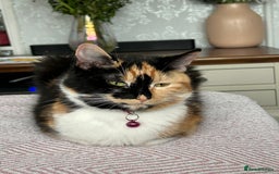Mixed Breed cats for sale: X2 black and white fluffy girl kittens left - Image 11