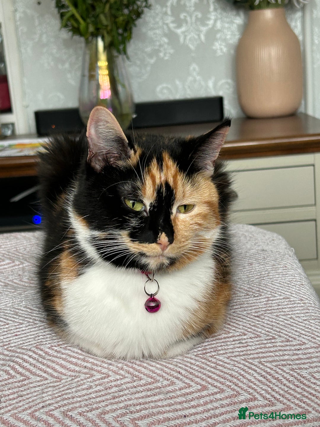 Mixed Breed cats for sale: X2 black and white fluffy girl kittens left - Image 11