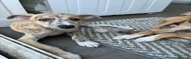 Mixed Breed 2