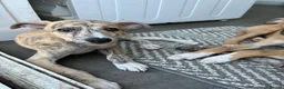 Mixed Breed dogs for sale: Whippet puppies for sale  in Swindon - Advert 5