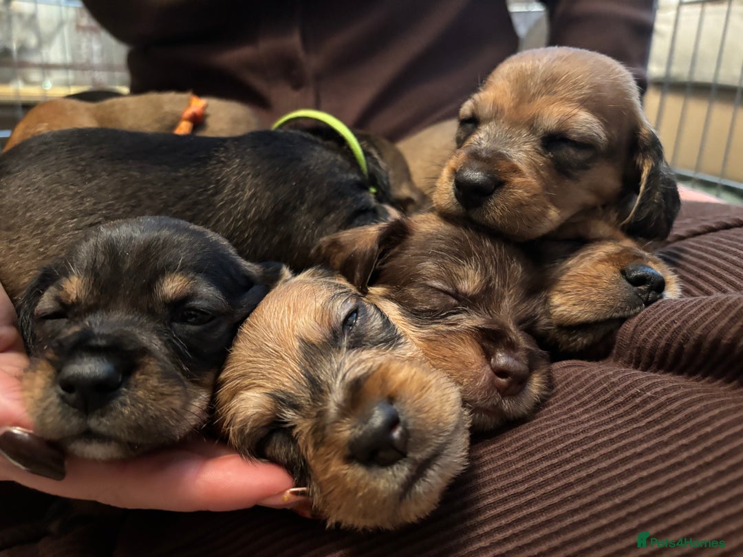 Dachshund dogs for sale: Tekel (wire haired dachshund) puppies for sale  - Image 8