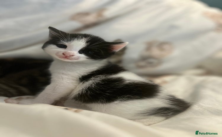 Mixed Breed cats - Advert 15