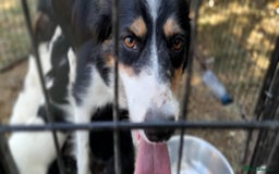 Sprollie dogs for sale: Border Collie x Springer Spaniel pups - Image 2