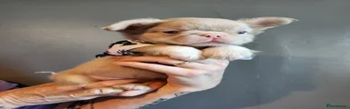 French Bulldog 1