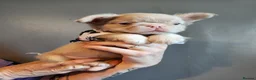 French Bulldog dogs for sale: Beautiful Rare Fluffy French Bulldogs  - Advert 6