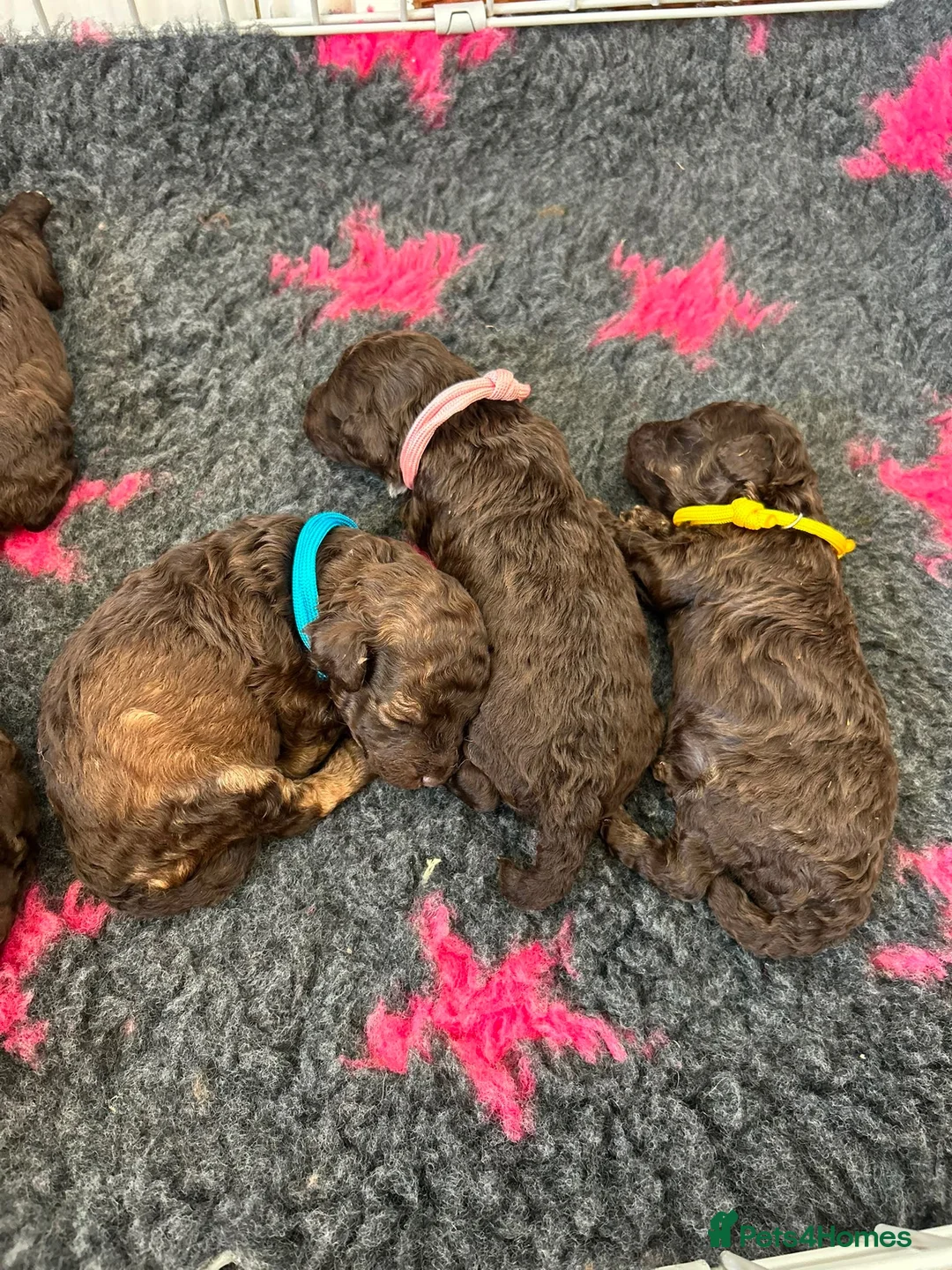 Toy Poodle dogs for sale: Chocolate Toy Poodle  - Advert 2
