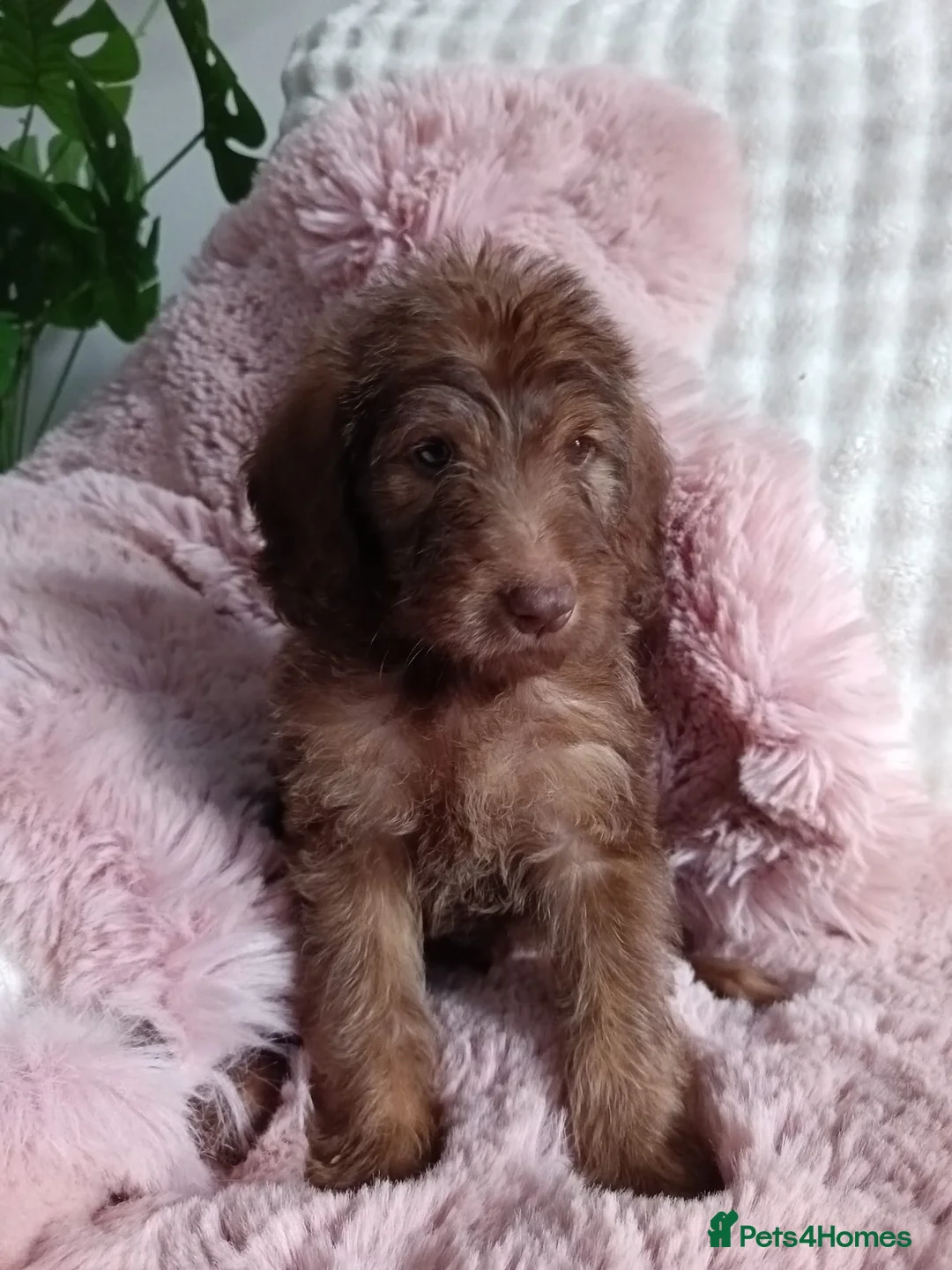 Labradoodle dogs for sale: Labradoodle puppy’s ready now  in Northampton - Advert 39