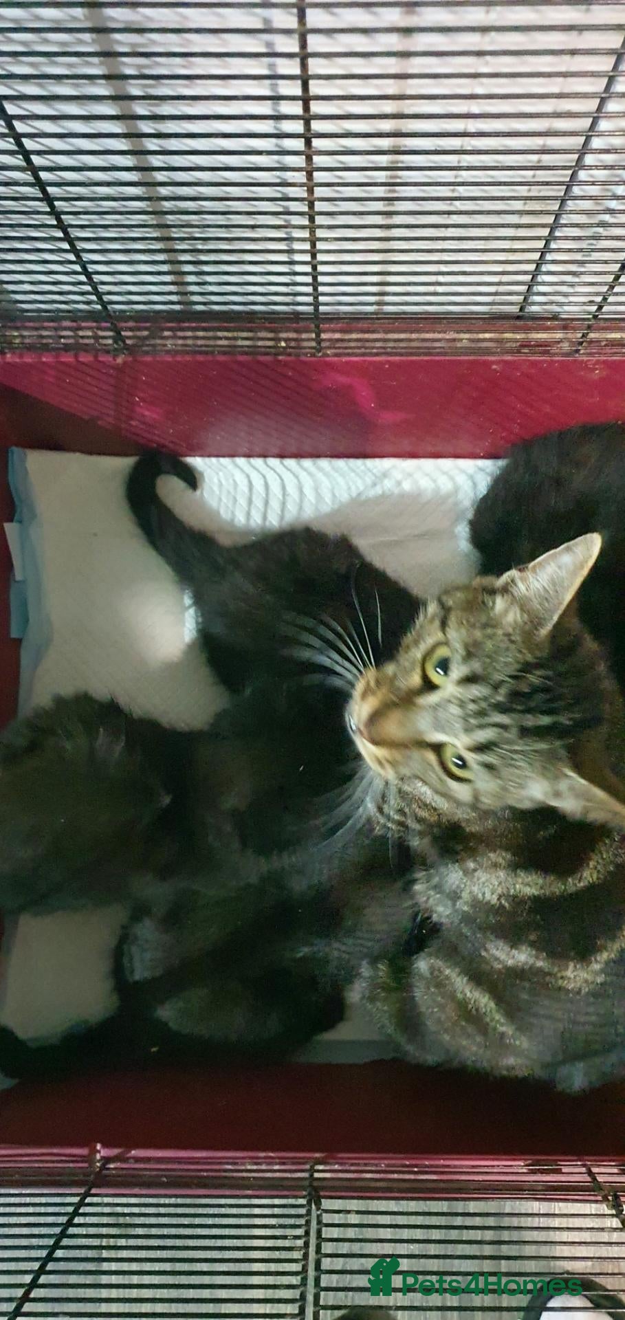 Mixed Breed cats 4 cute kittens  - Advert 1