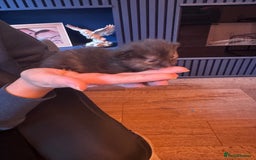 Mixed Breed cats for sale: Kittens for sale - Image 2