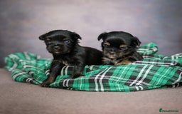 Yorkshire Terrier dogs for sale: Colorful Yorkshire Terrier puppies for sale - Image 13