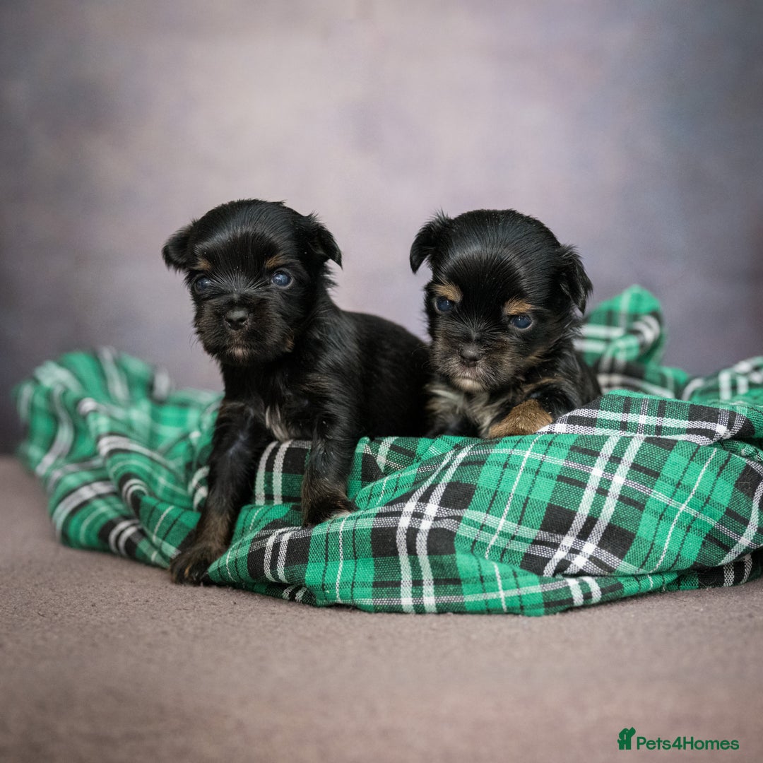 Yorkshire Terrier dogs for sale: Colorful Yorkshire Terrier puppies for sale - Image 13