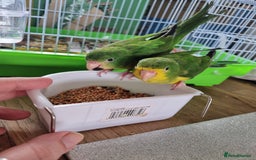 Parakeets birds for sale: Mountain parakeets  - Image 1