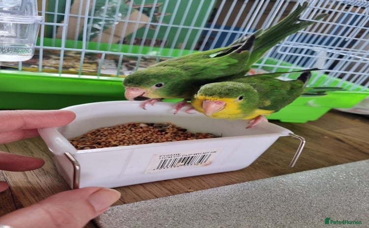 Parakeets birds - Advert 1