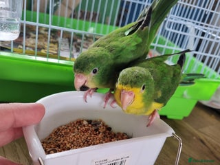 Parakeets birds - Advert 9