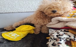 Chipoo dogs for sale: 4  Stunning chipoo puppies  - Image 16