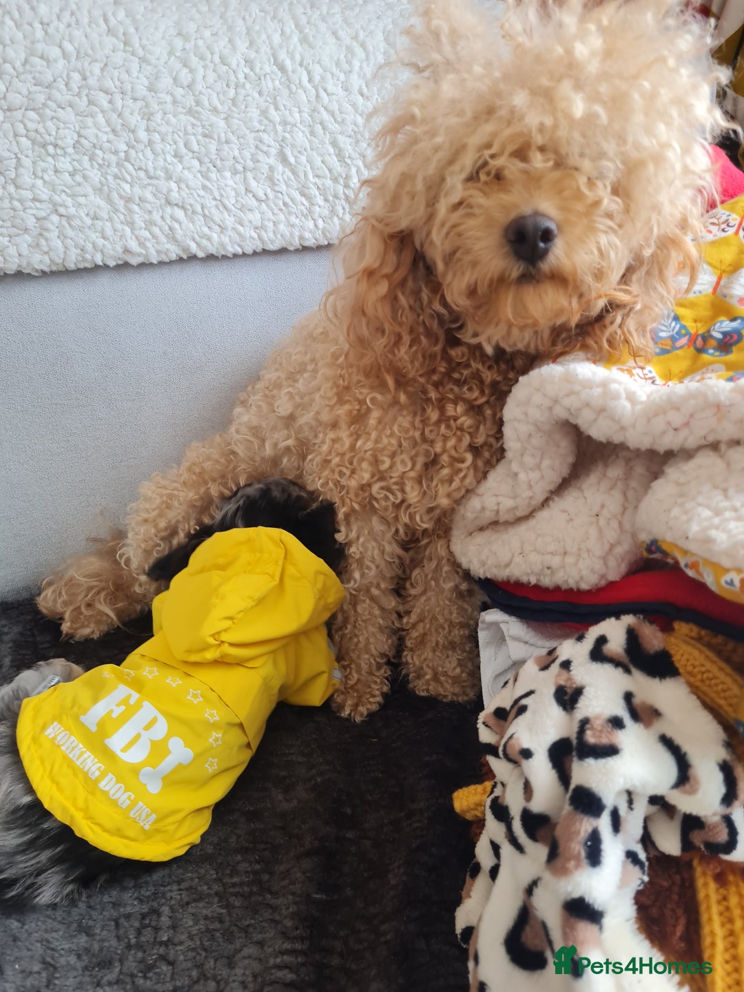 Chipoo dogs for sale: 4  Stunning chipoo puppies  - Image 16