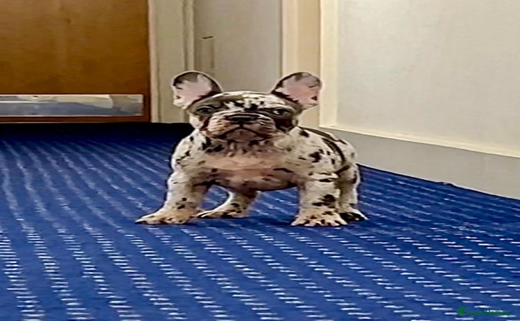 French Bulldog dogs - Advert 9