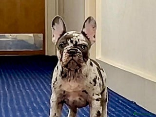 French Bulldog dogs - Advert 22