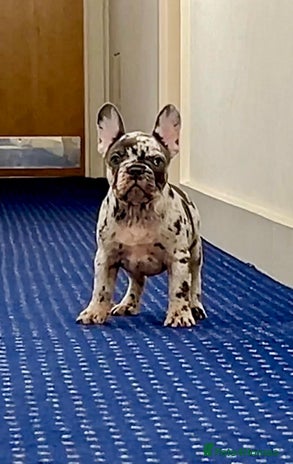 French Bulldog dogs - Advert 9