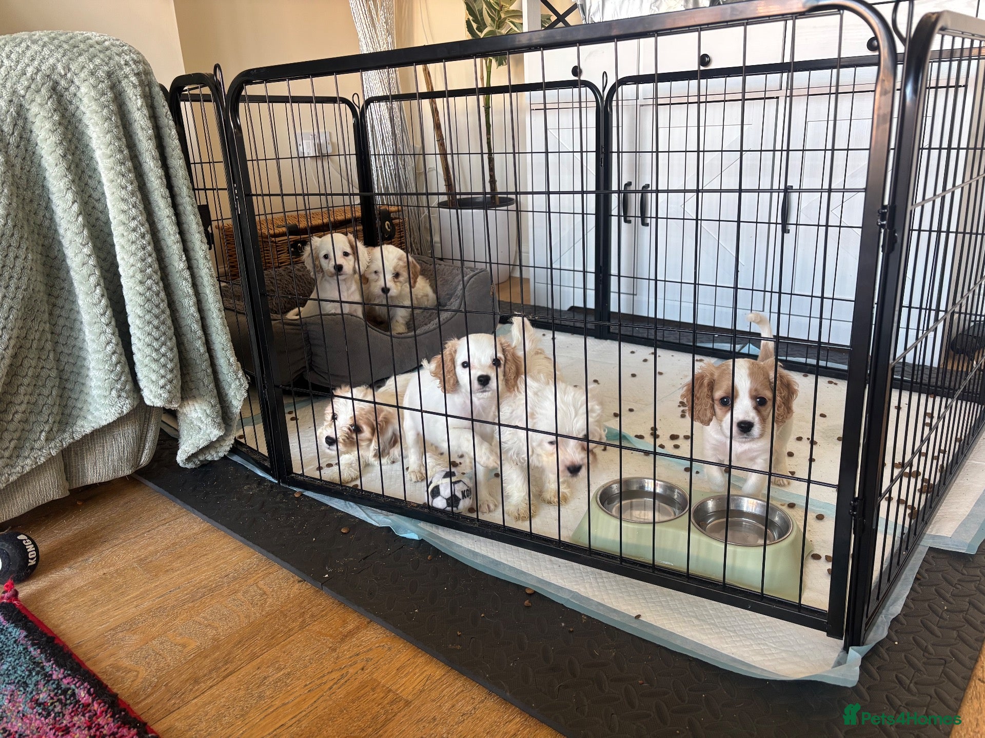 Mixed Breed dogs for sale: Cavapoo puppies  - Advert 2