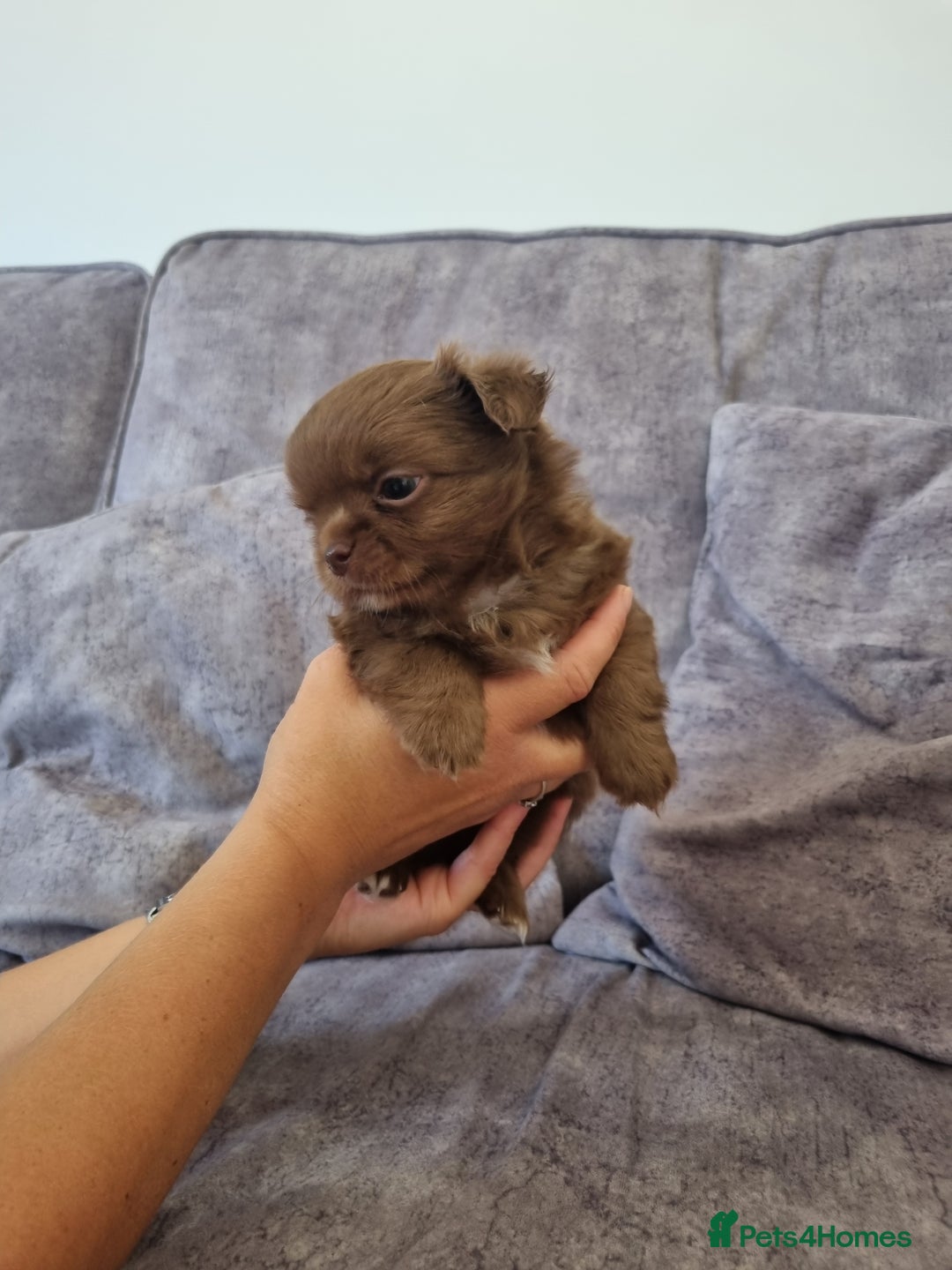 Chihuahua dogs for sale: Stunning Russian lines, Long haired Chihuahuas  - Image 13