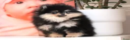 Pomeranian dogs for sale: KC Beautiful Pomeranian Puppies  - Advert 7