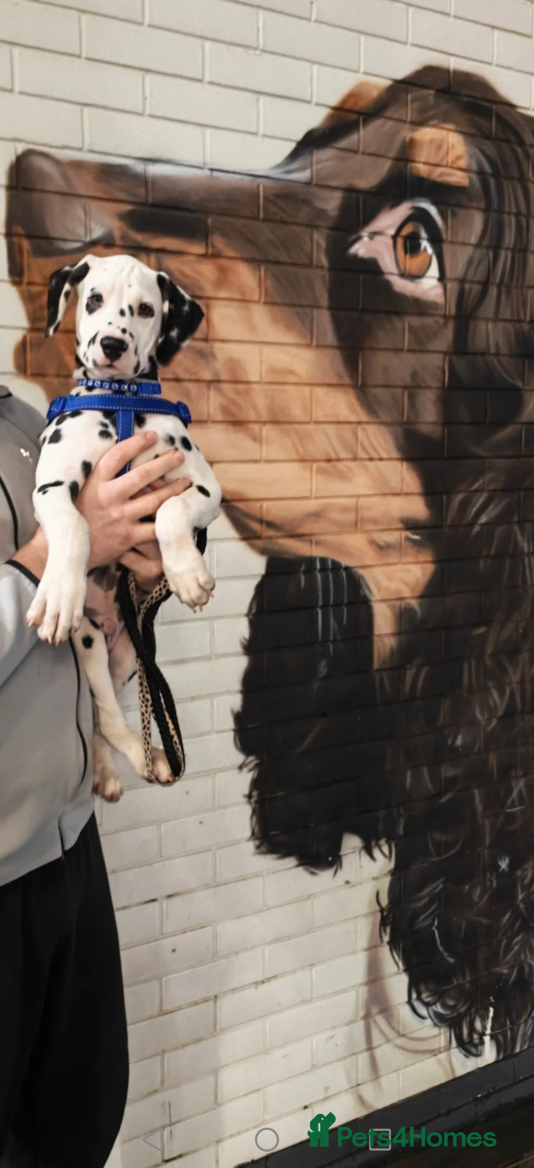 Dalmatian dogs for sale: Ready now - fully vaccinated, Champion bred - Advert 1