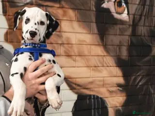 Dalmatian dogs Ready now - fully vaccinated, Champion bred - Advert 1