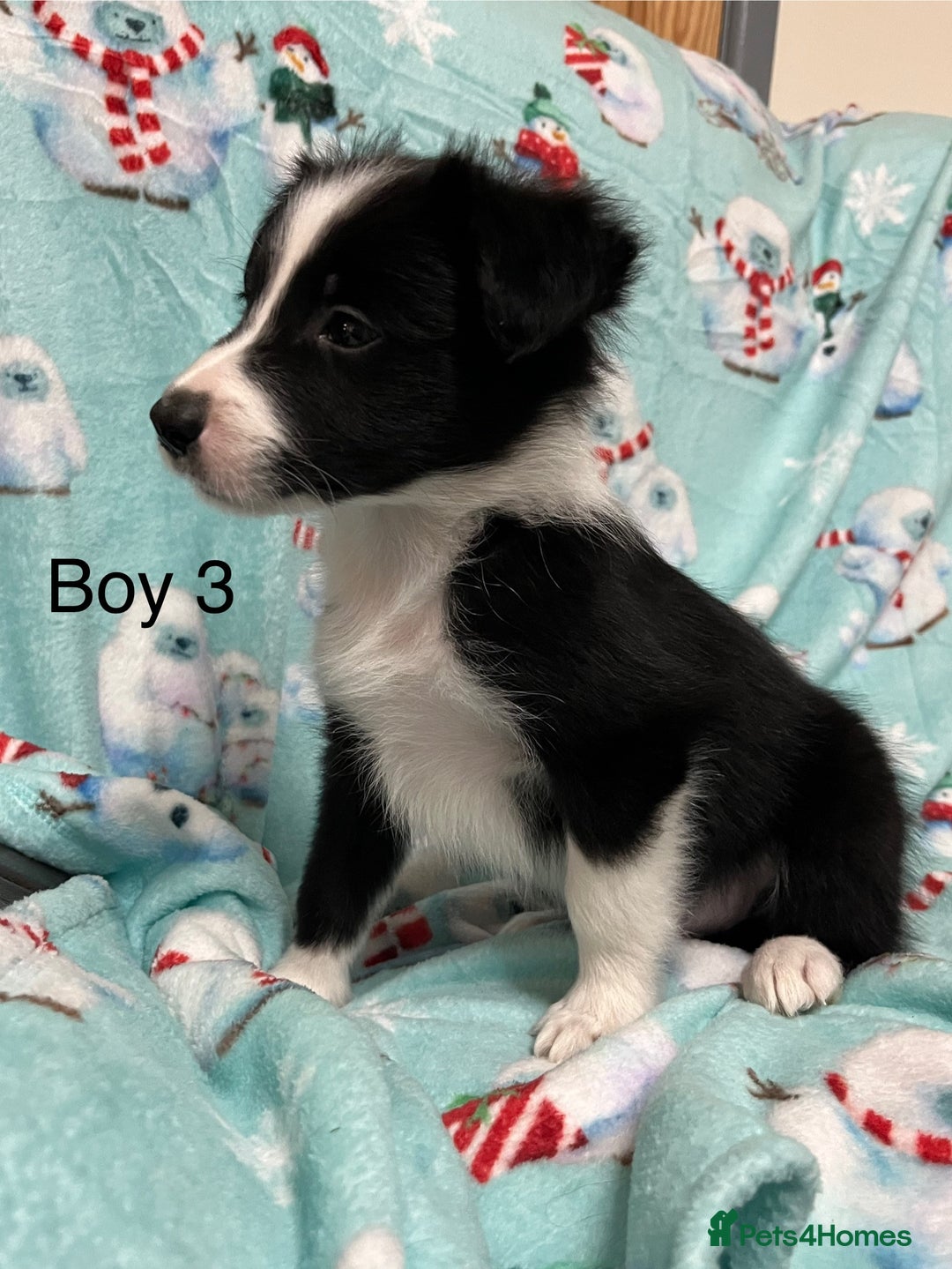 Border Collie dogs for sale: PEDIGREE ISDS & KC BORDER COLLIE PUPS - Image 23
