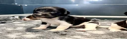 English Springer Spaniel dogs for sale: KC FTCH English Springer Spaniel Puppies - Advert 14
