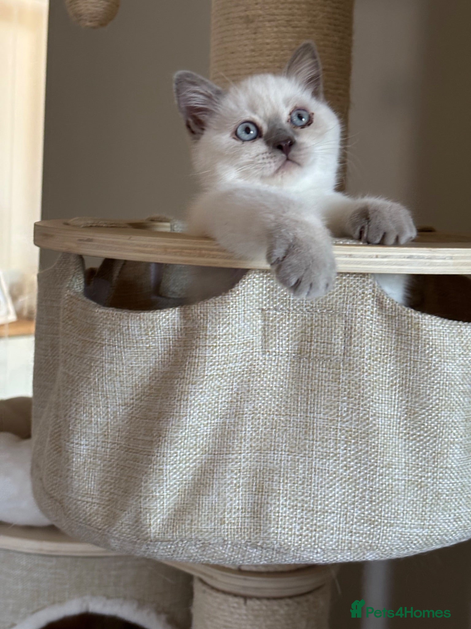 British Shorthair cats British shorthair colourpoint kittens - Advert 2