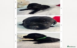 Labrador Retriever dogs for sale: READY NOW. LABRADOR PUPPIES. HEALTH CHECKS DONE  - Image 24