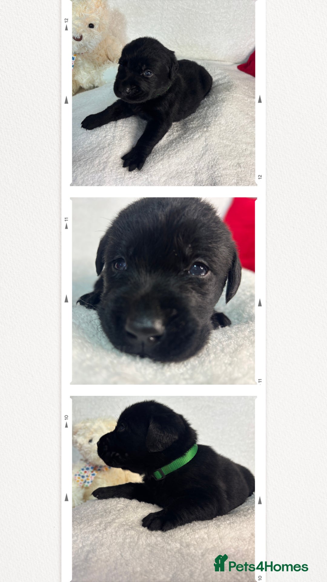 Labrador Retriever dogs for sale: READY NOW. LABRADOR PUPPIES. HEALTH CHECKS DONE  - Image 24