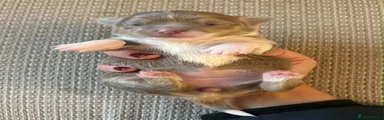 Chihuahua 4