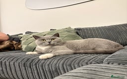 British Shorthair cats for sale: BSH Chunky Girl & Boy GCCF Registered  - Image 6