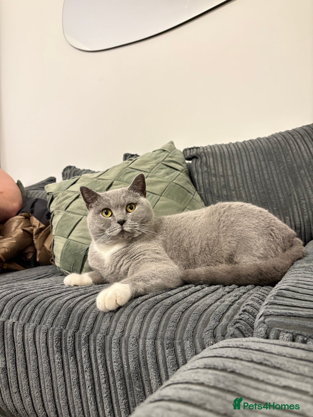 British Shorthair cats for sale: BSH Chunky Girl & Boy GCCF Registered  - Image 6