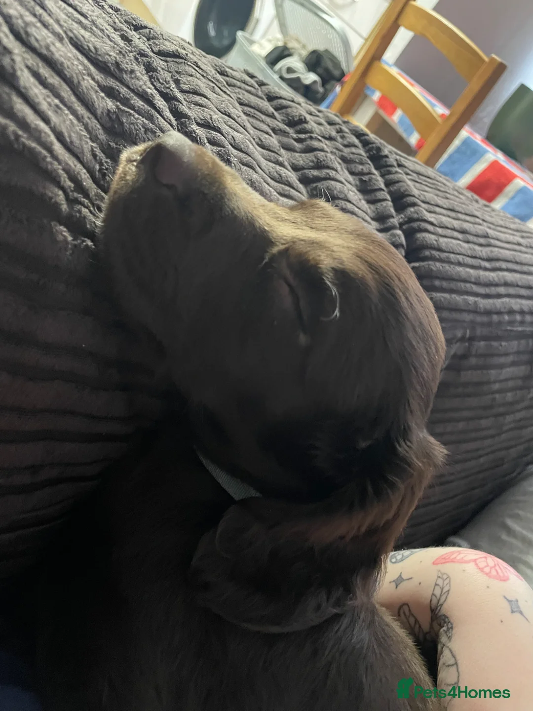 Mixed Breed dogs for sale: 11 week old sprocker male - Advert 6