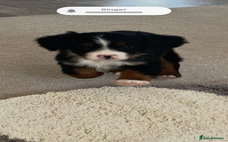 Cavapoo dogs for sale: Tri cavapoo puppy ready now  - Image 3