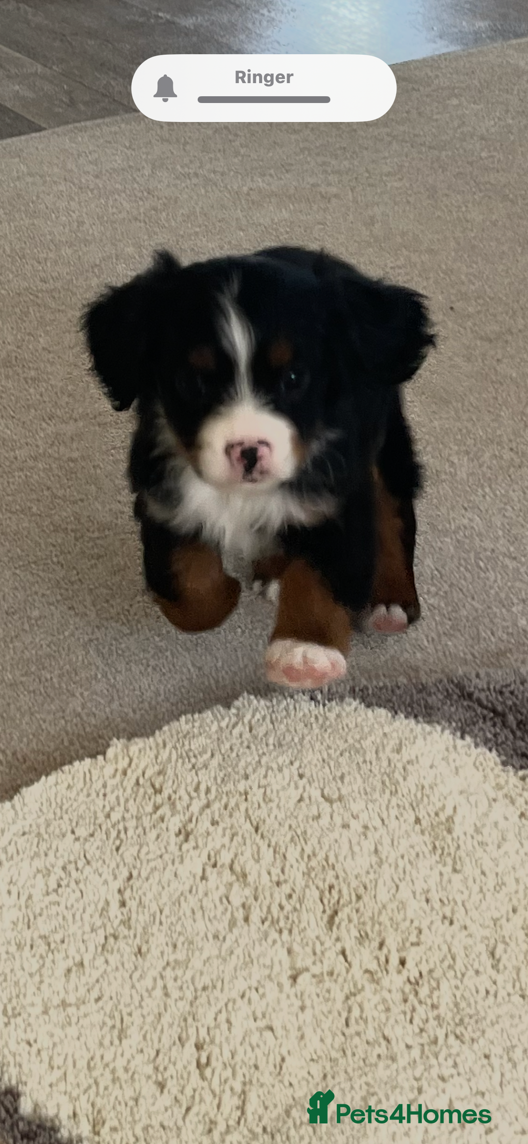 Cavapoo dogs for sale: Tri cavapoo puppy ready now  - Image 3