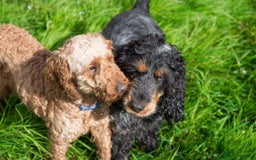 Cockapoo dogs for sale: Cockapoo puppy *REDUCED* - Image 5