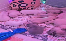 French Bulldog dogs for sale: KC French Bulldog Ready Now ! - Image 33