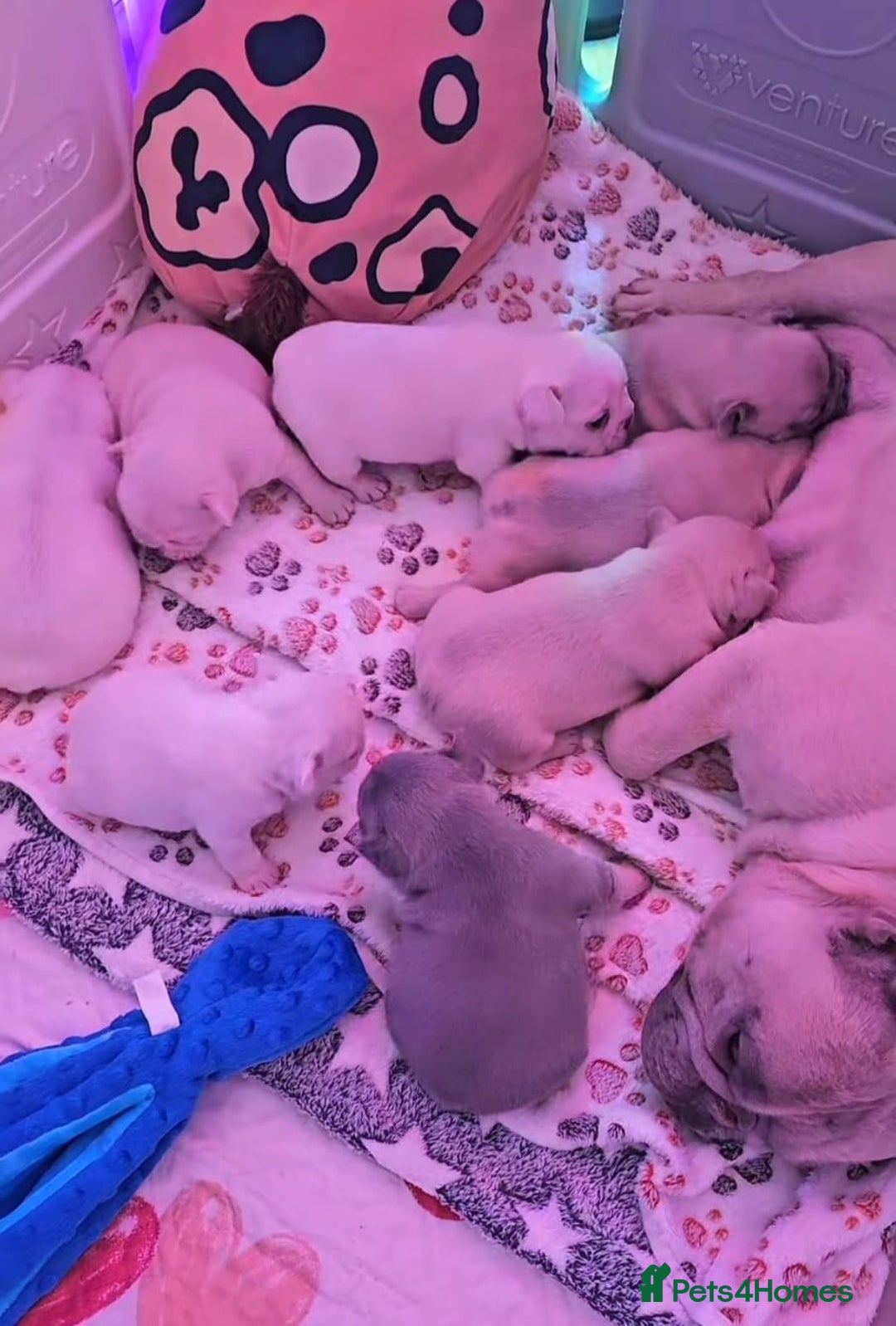 French Bulldog dogs for sale: KC French Bulldog Ready Now ! - Image 33