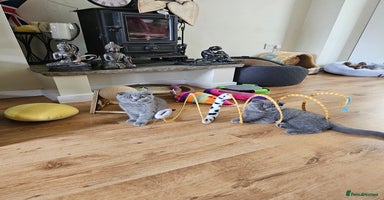 Scottish Fold cats - Advert 11