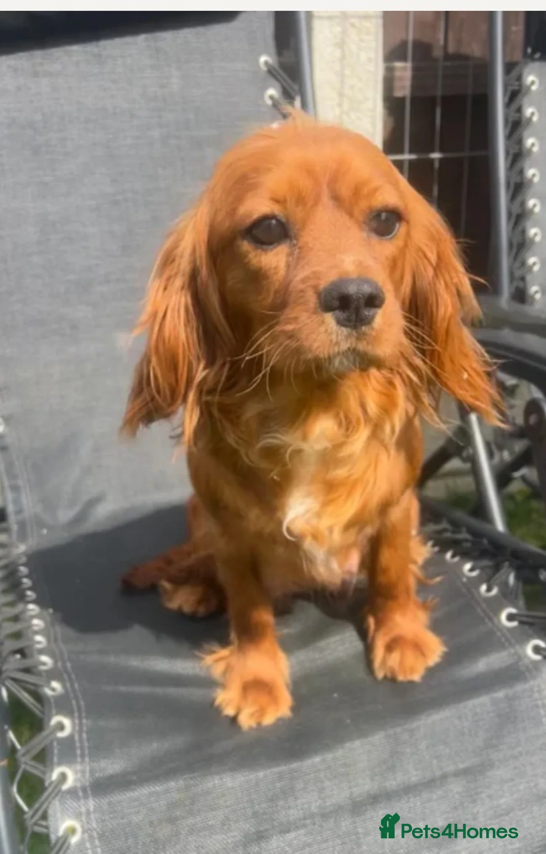 Cavalier King Charles Spaniel dogs for sale: Cavalier King Charles spaniel puppy  in Purfleet - Advert 2