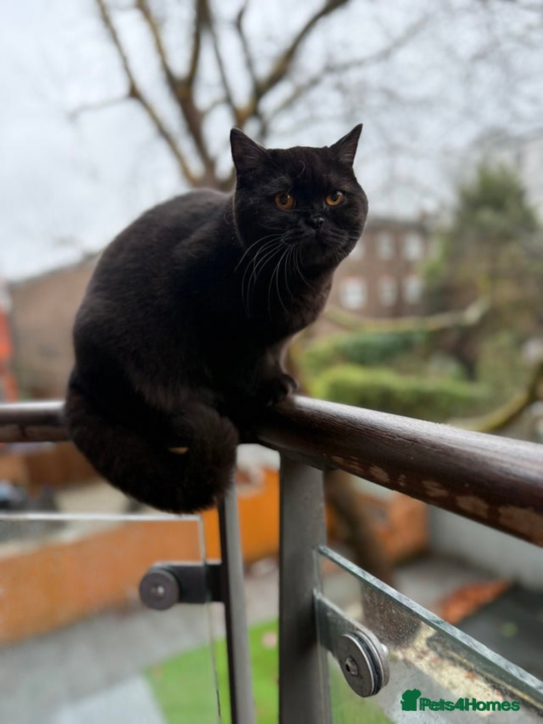 British Shorthair cats for sale: British Shorthair Black female - Advert 3