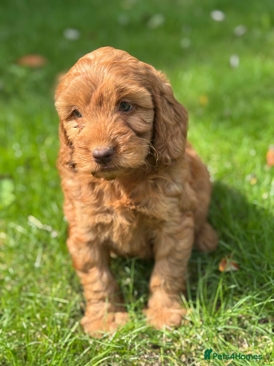 Cockapoo dogs for sale: BEAUTIFUL RED F1 COCKAPOO’S HEALTH TESTED PARENTS  - Image 20